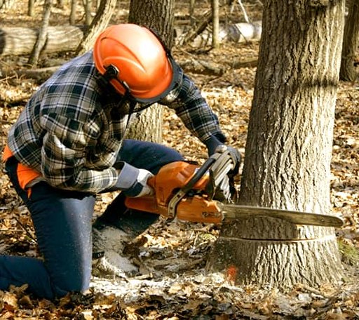 Tree Removal in Fairmount, IN